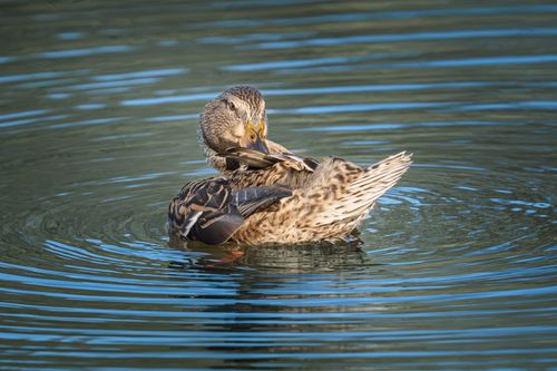 Free A mallard duck preening its feathers while floating on calm water, creating ripples. Stock Photo