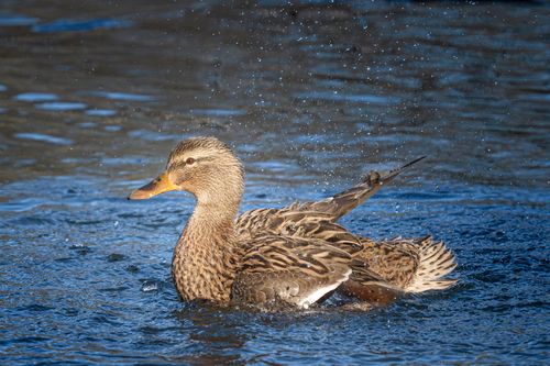 Free A serene mallard duck enjoying a refreshing splash in a sunlit lake. Stock Photo