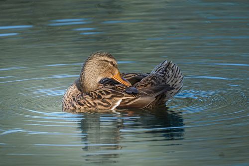 Free A mallard duck gliding on the calm waters of a pond, creating ripples around it. Stock Photo