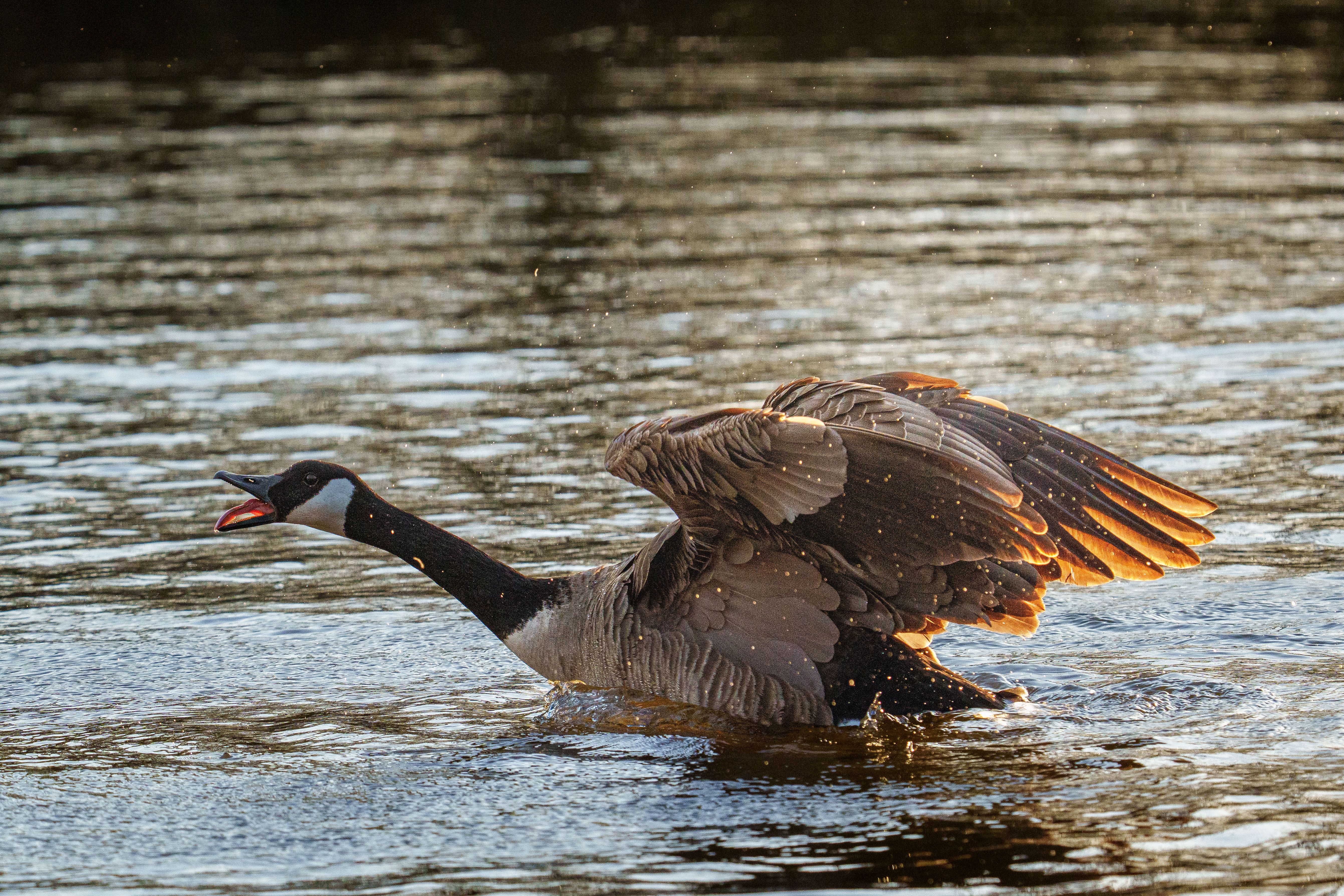 Vibrant image of a Canada Goose flapping its wings in sunlit water.