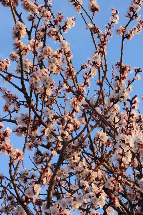 Free Vibrant cherry blossoms blooming against a clear blue sky. Stock Photo