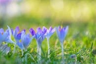 Vibrant Purple Crocus Flowers in Spring Meadow