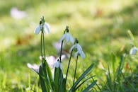 Close-up of Snowdrops in Spring Garden