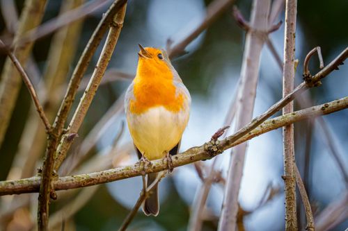 Free A colorful European robin singing amidst leafless branches, captured during the day. Stock Photo