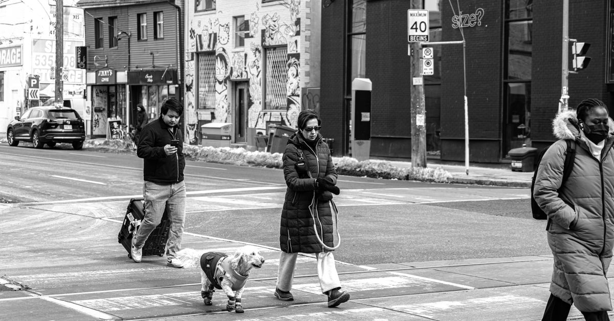 The Ultimate Guide to Summer in Toronto with Your Dog