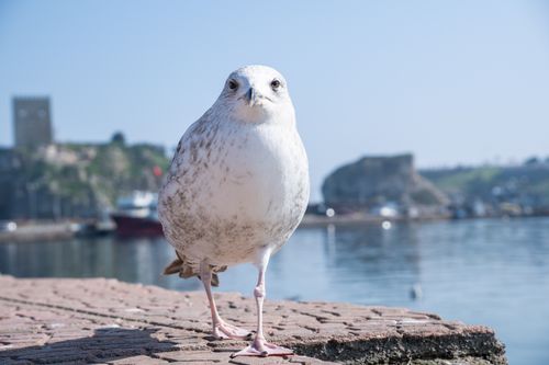 Free A curious seagull stands by the waterfront in İstanbul, capturing a sunny, serene day. Stock Photo
