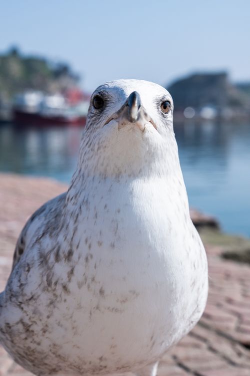 Free Close-up of a seagull with a harbor view in İstanbul, Türkiye. Stock Photo