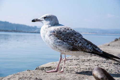 Free A seagull standing on the waterfront in Istanbul with a clear view of the sea and sky. Stock Photo