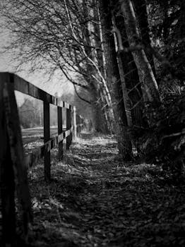 Free stock photo of beautiful outdoors, black and white, black and white aesthetic