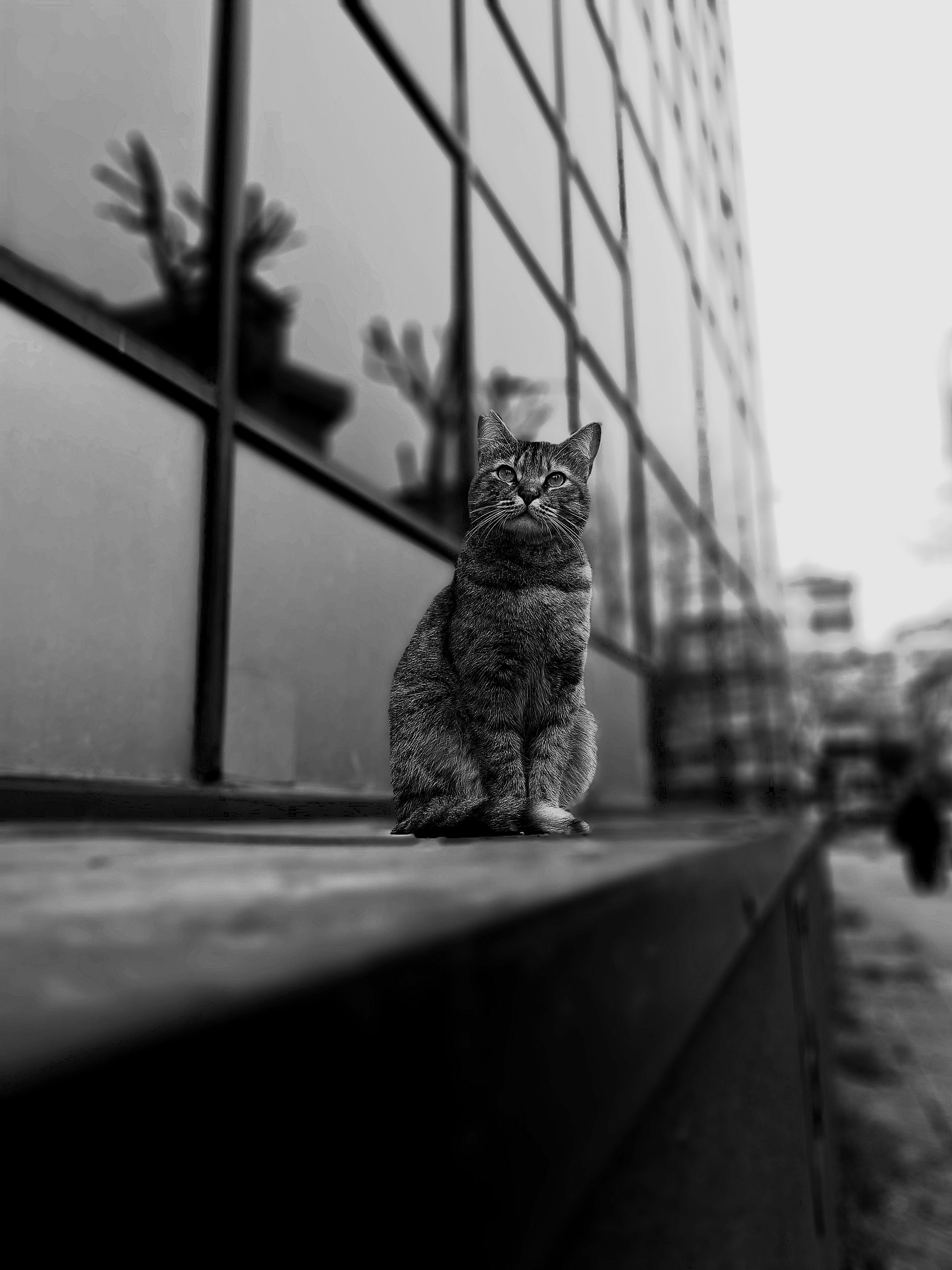 Gratis En enslig gatekatt sitter mot en reflekterende glassfasade i dette monokrome bybildet. Arkivbilde