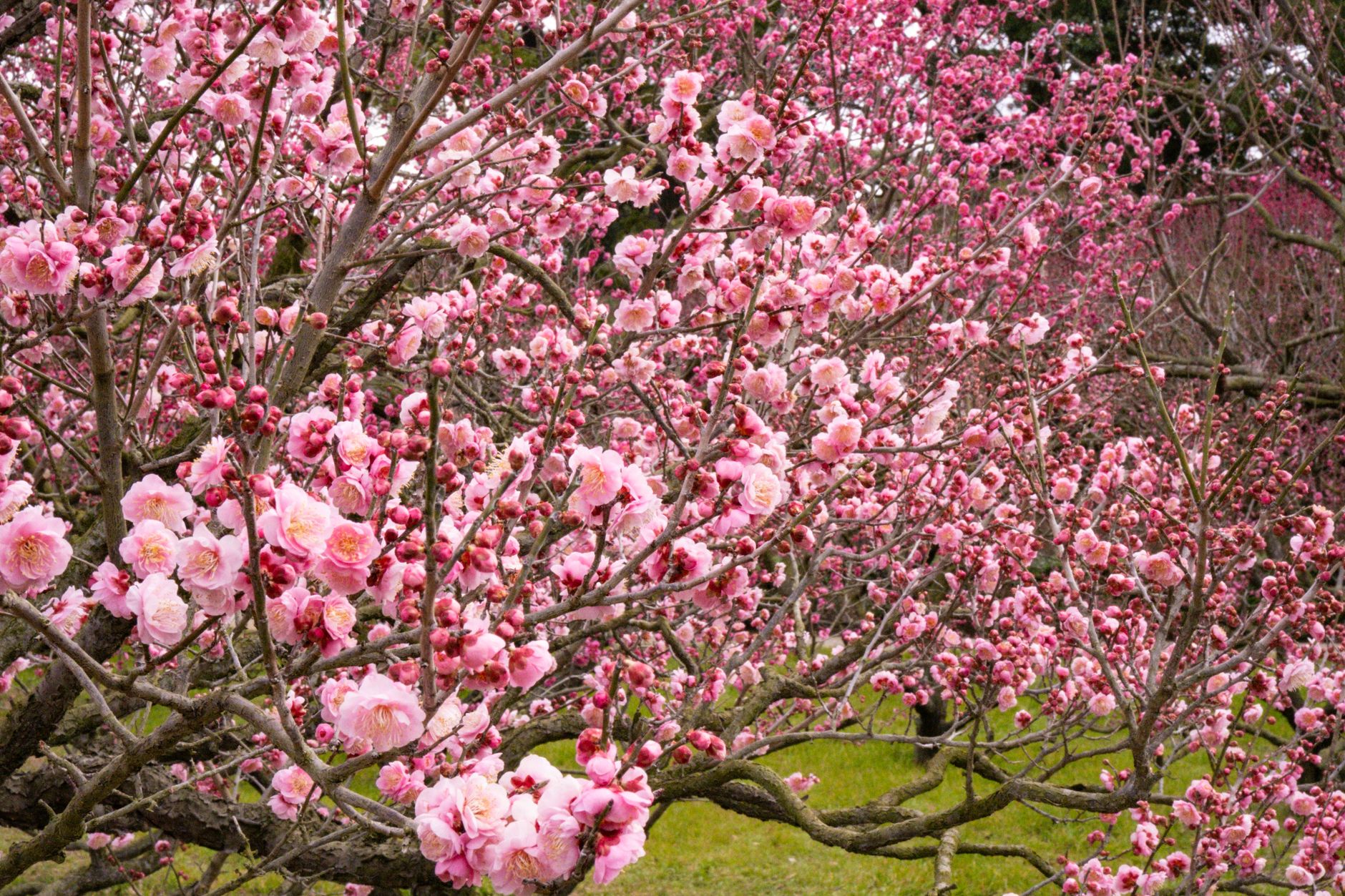 Airport transfers in Kagawa Prefecture Airport transfers in Kagawa Prefecture