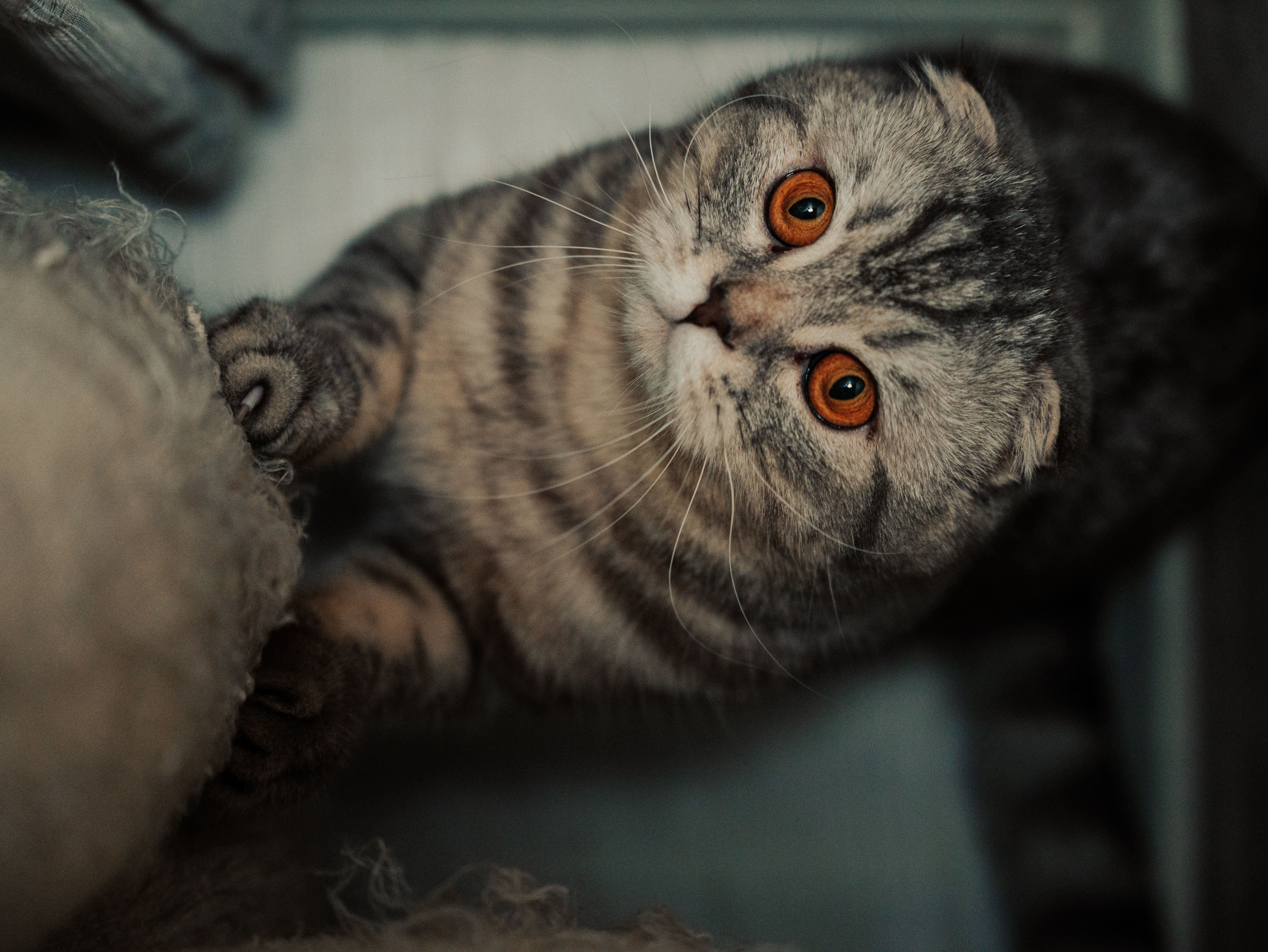 Portrait of a cat at a veterinary clinic