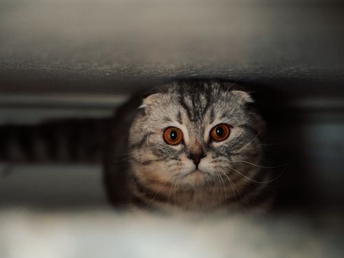 Free A Scottish Fold cat with amber eyes peeks out from a dark hiding spot in this moody portrait. Stock Photo