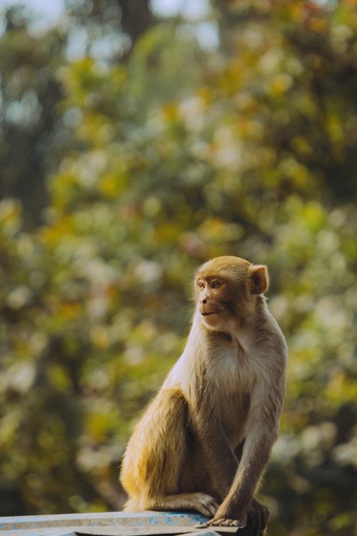 Free A curious rhesus monkey perched on a ledge in a lush outdoor setting. Stock Photo