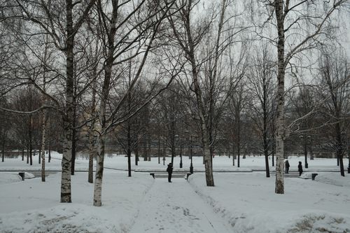 Free Snow-covered park in Moscow featuring birch trees and people walking. Stock Photo