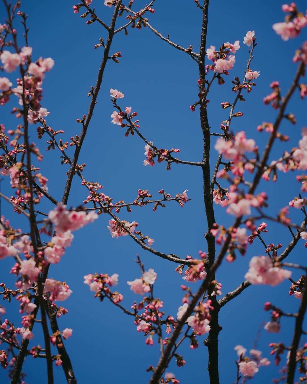 Japanese Seasonal Celebrations Guide