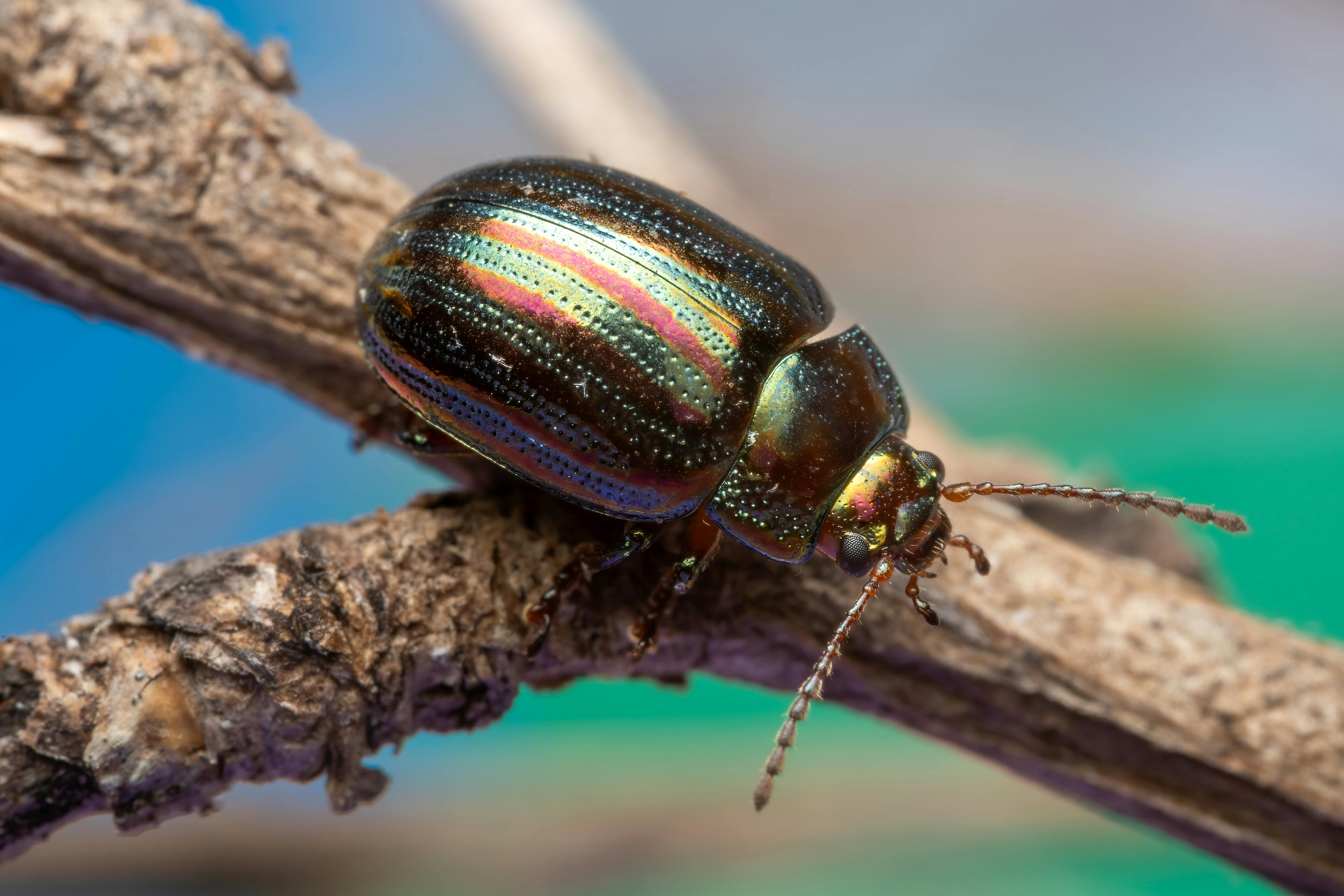 Grilled Chicken Burrito