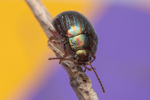 Free Close-up of an iridescent beetle on a branch with vibrant background colors. Stock Photo
