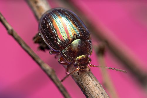 Free Close-up of a colorful iridescent beetle perched on a branch with a pink background. Stock Photo