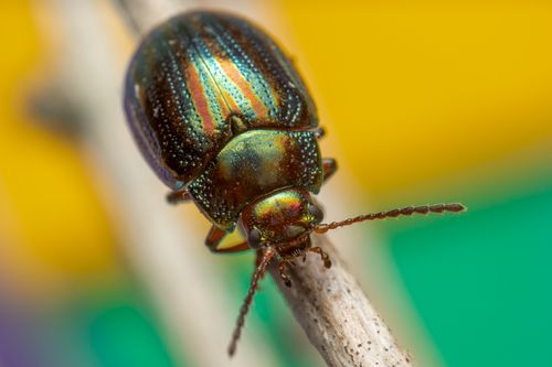 Free Stunning close-up of an iridescent beetle displaying vivid colors while perched on a branch. Stock Photo