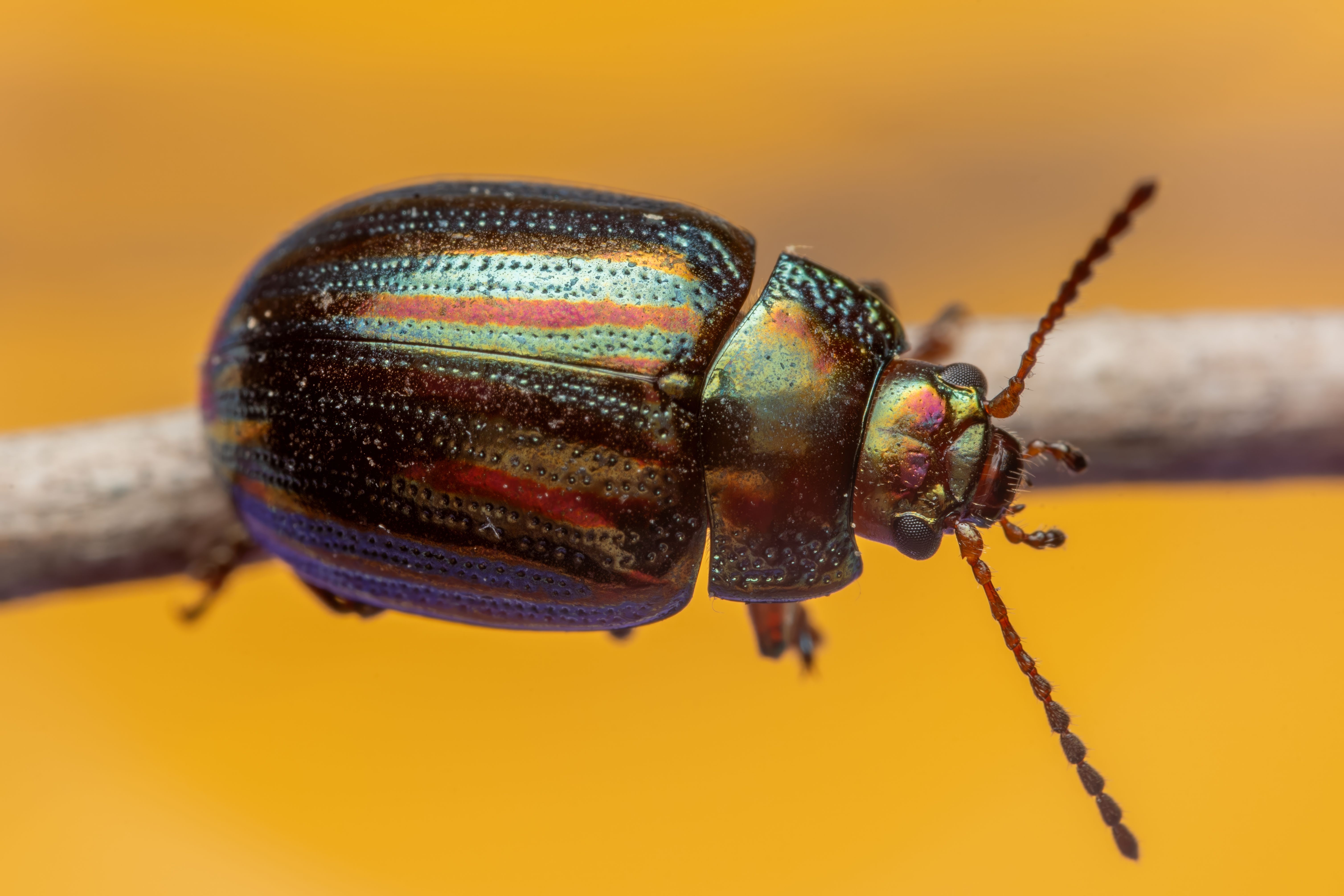 Iridescent Beetle Macro on Branch · Free Stock Photo