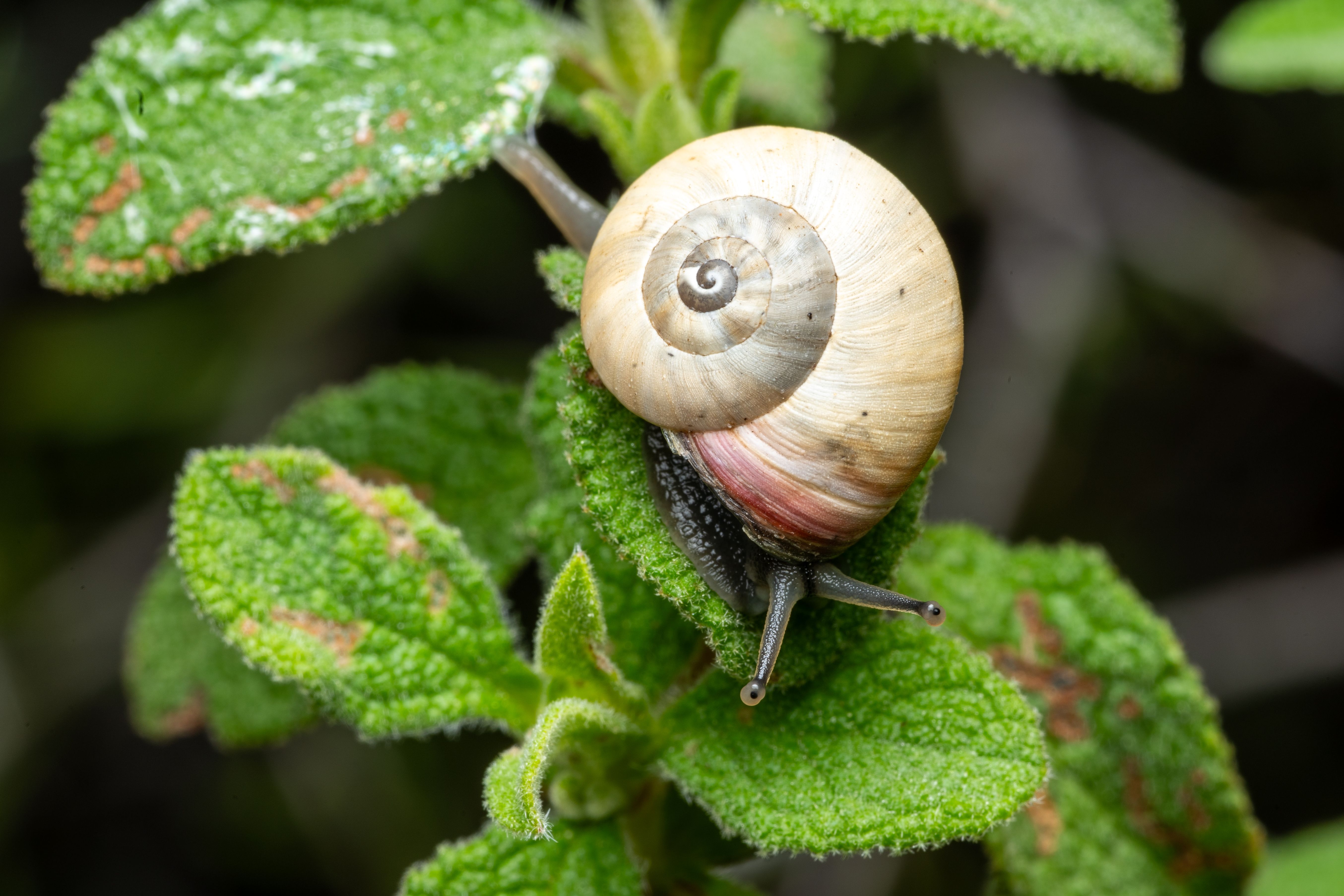 Macro Shot of Snail on Leaf in Picassent · Free Stock Photo