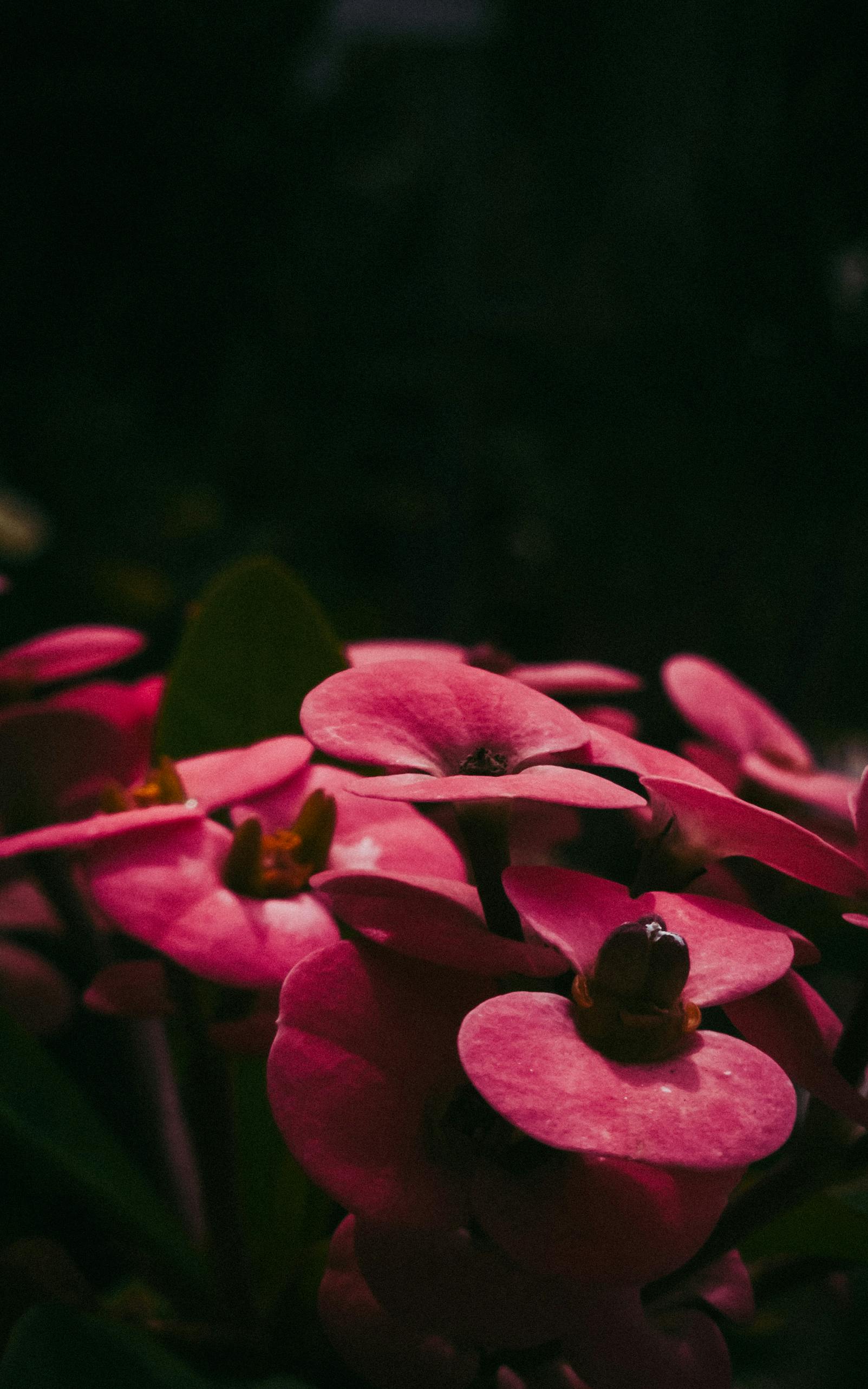 免費 美麗的特寫鏡頭，明亮的粉紅色大戟花在深色背景的襯托下，突顯出其鮮豔的色彩。 圖庫相片