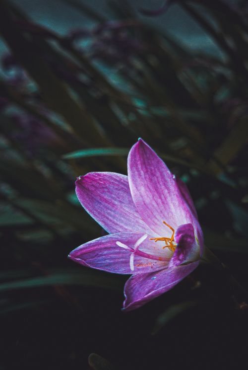 Free Beautiful close-up of a pink lily flower against a dark, moody background, showcasing its delicate petals. Stock Photo