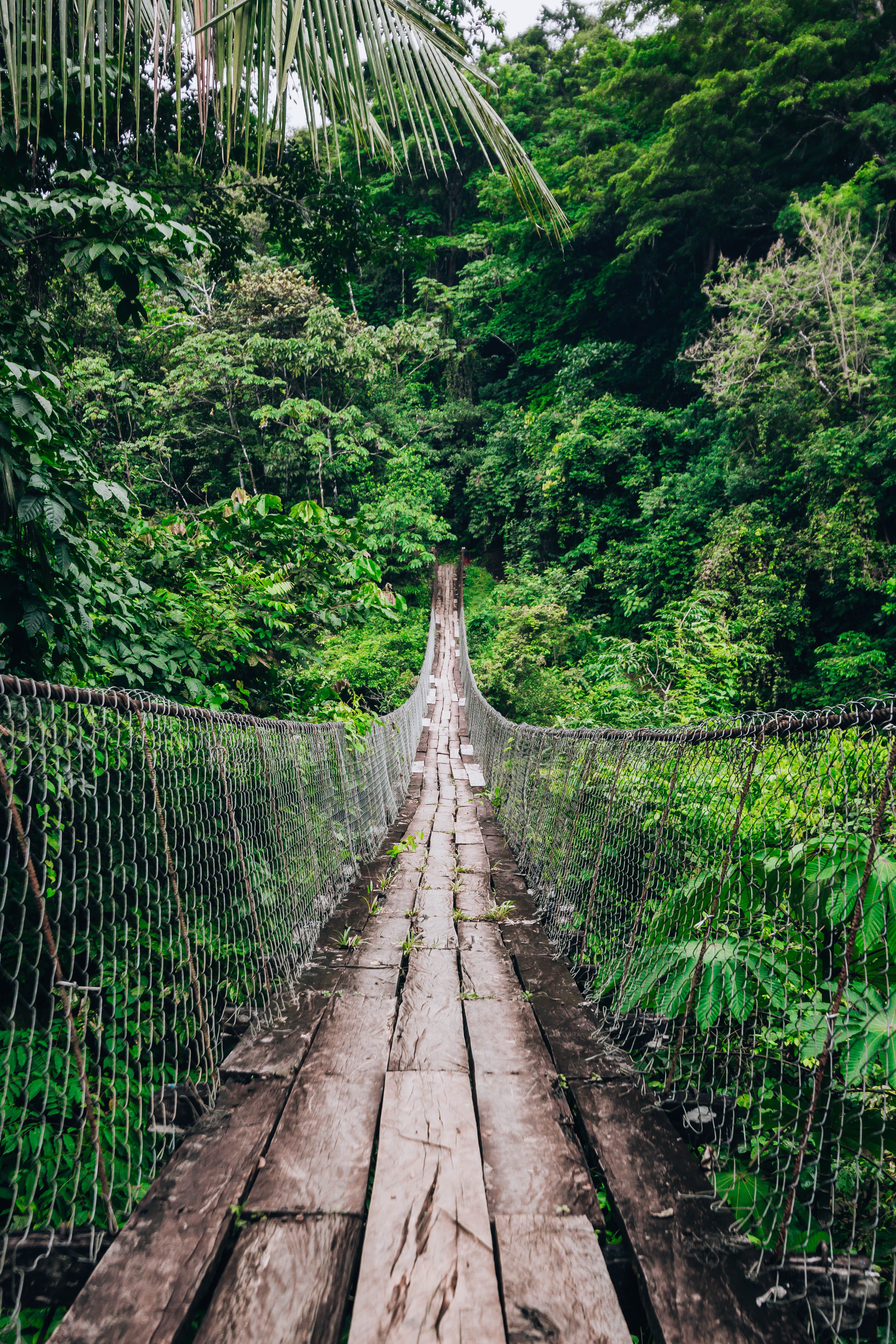 Suspension bridge in lush tropical jungle