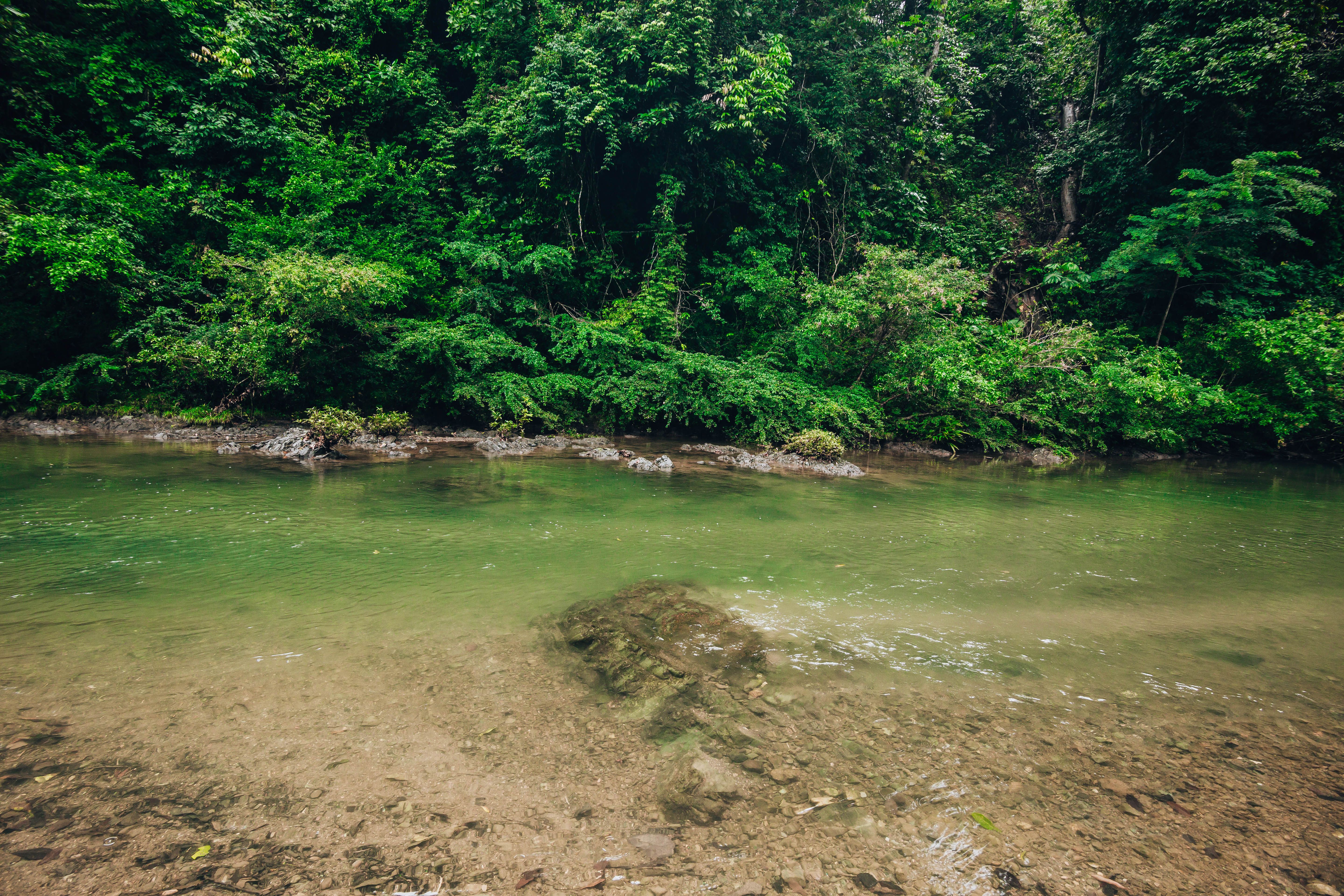 Tranquil River Scene with Lush Greenery · Free Stock Photo