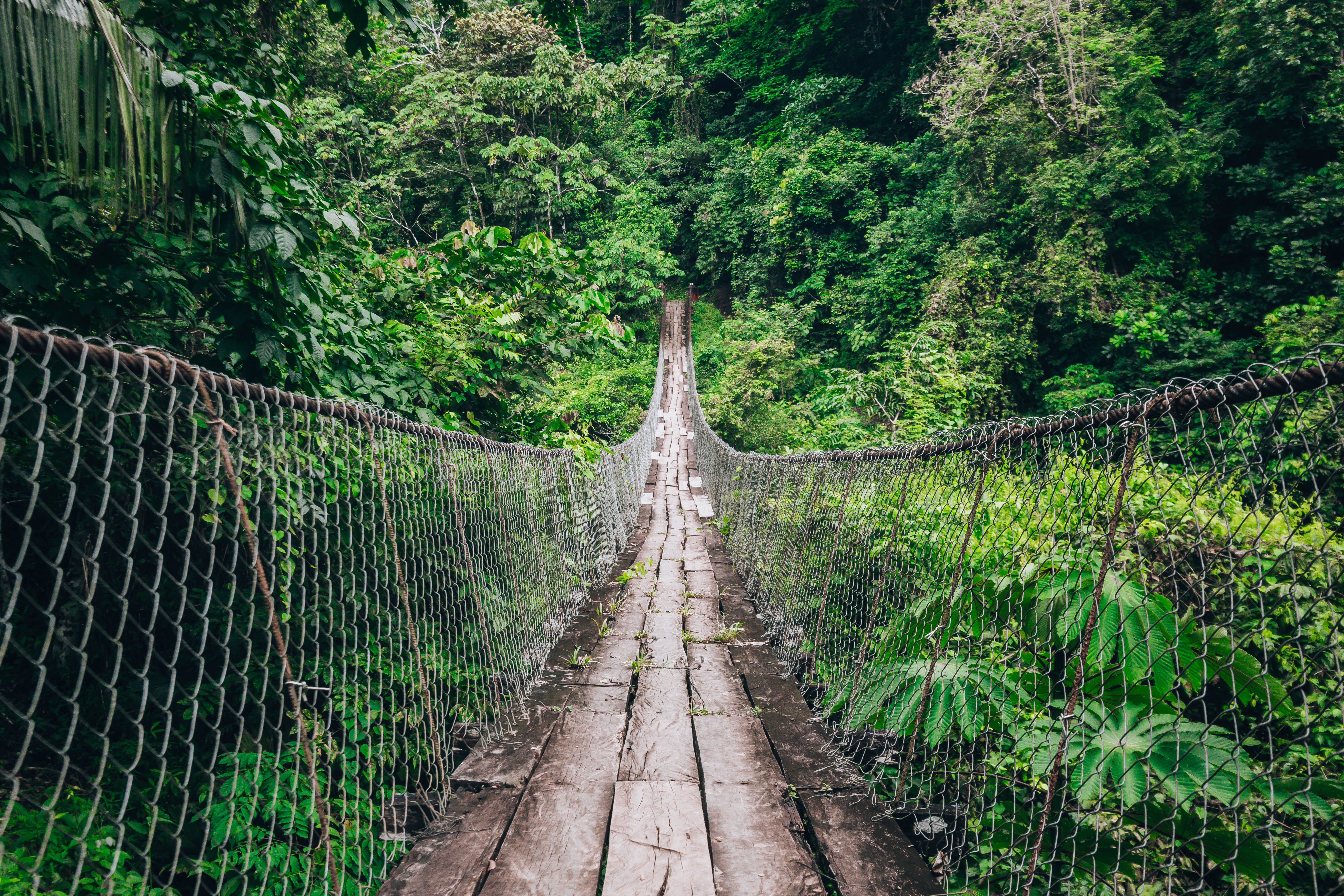 Person zip-lining through lush tropical forest in the Blue Mountains of Jamaica