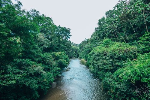 Free A tranquil river winding through dense lush forest foliage, creating a serene natural landscape. Stock Photo