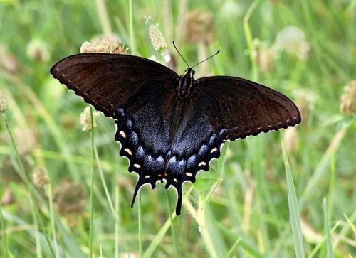 Free Black Swallowtail butterfly resting on grass in vibrant field Stock Photo