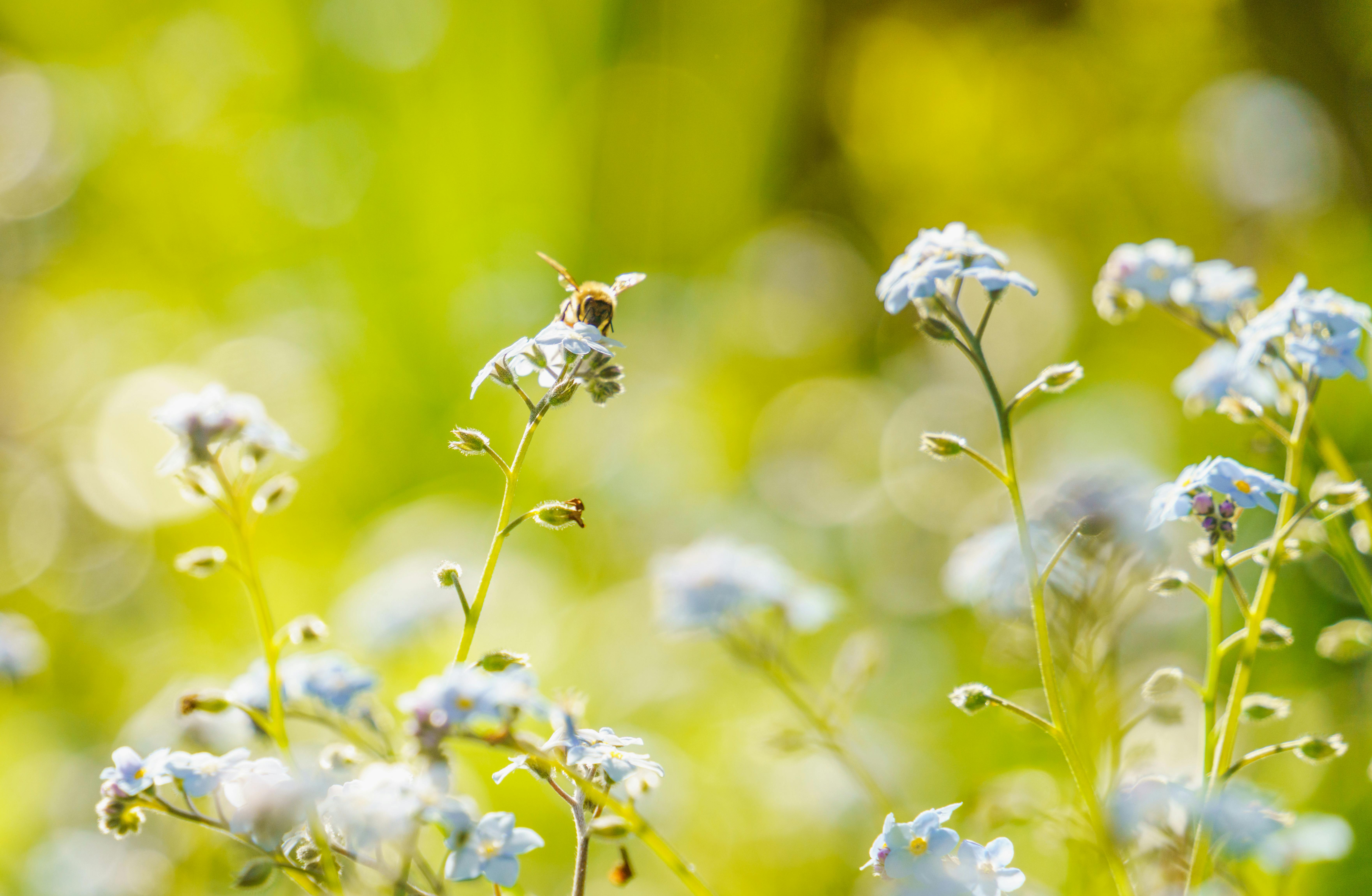 Les meilleures pratiques pour concevoir un jardin pollinisateur