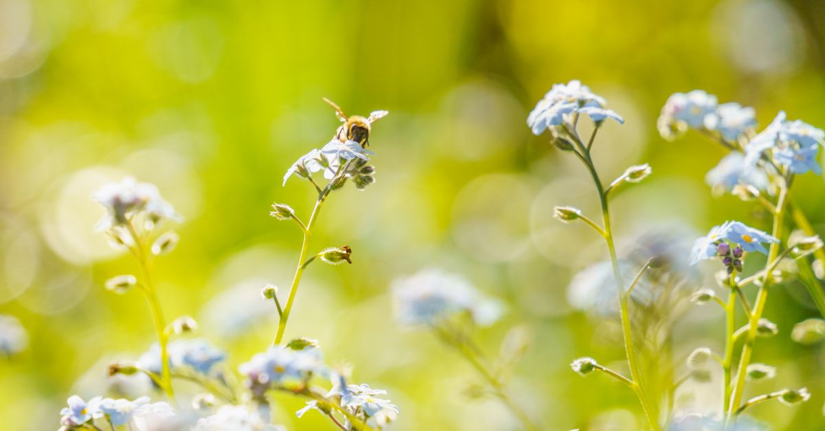 Les meilleures pratiques pour concevoir un jardin pollinisateur