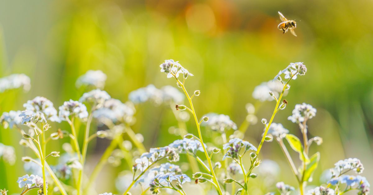 Comment créer un jardin attractif pour les pollinisateurs