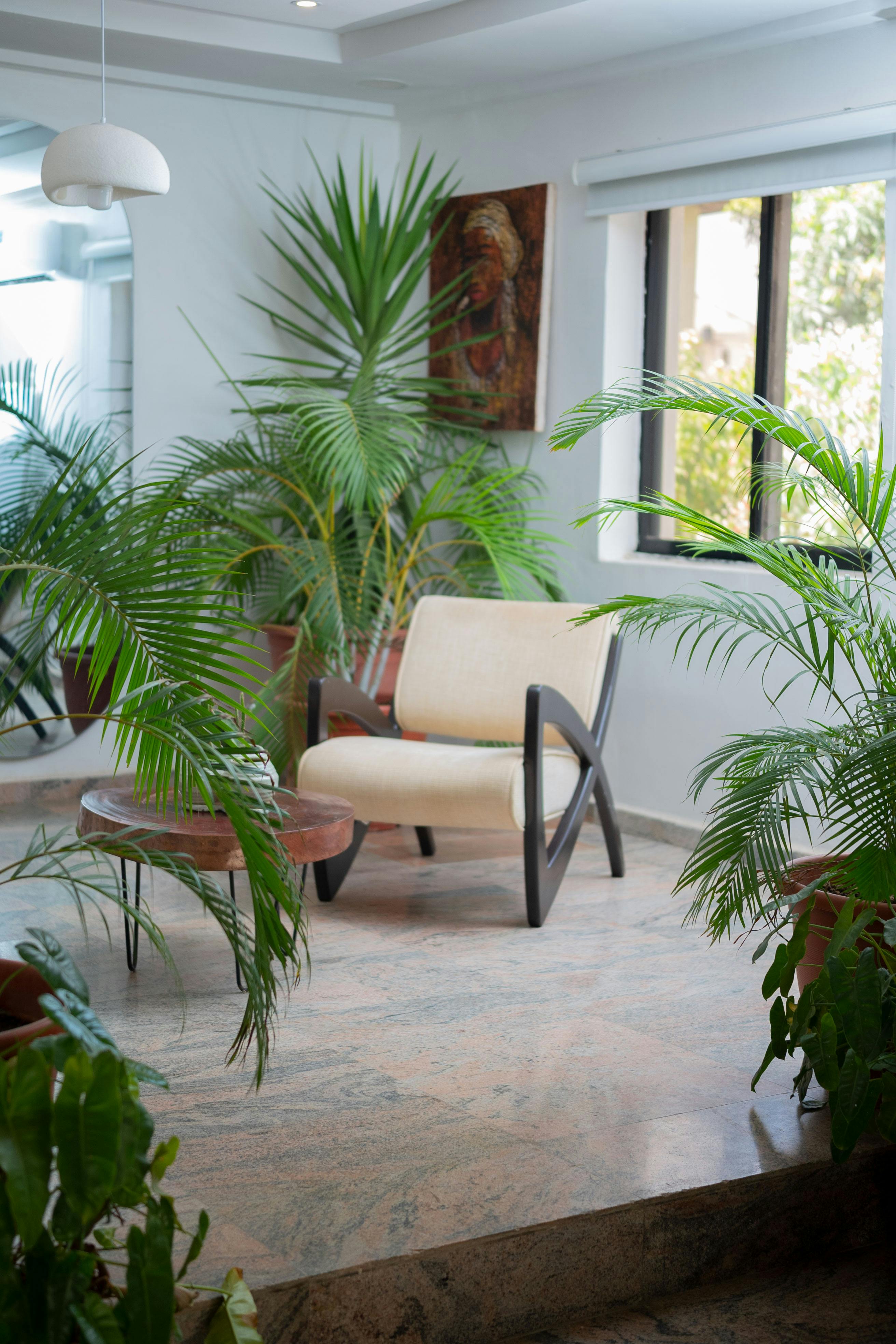 бесплатная Светлая гостиная в помещении с современной мебелью и пышными тропическими растениями создает уютное и располагающее пространство. Стоковое фото