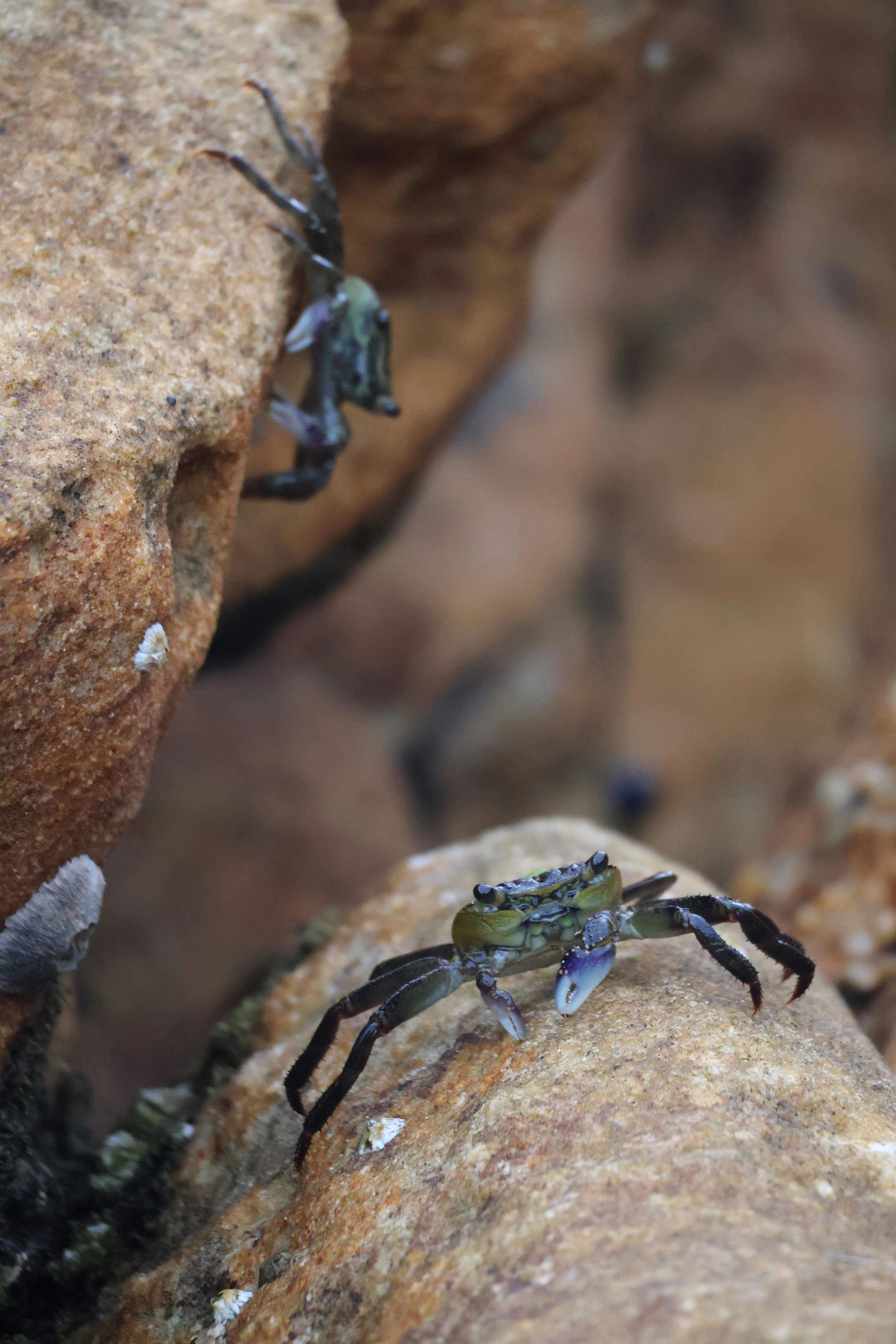Close-up of rock crabs on rocky terrain at Coogee Beach, NSW, Australia.