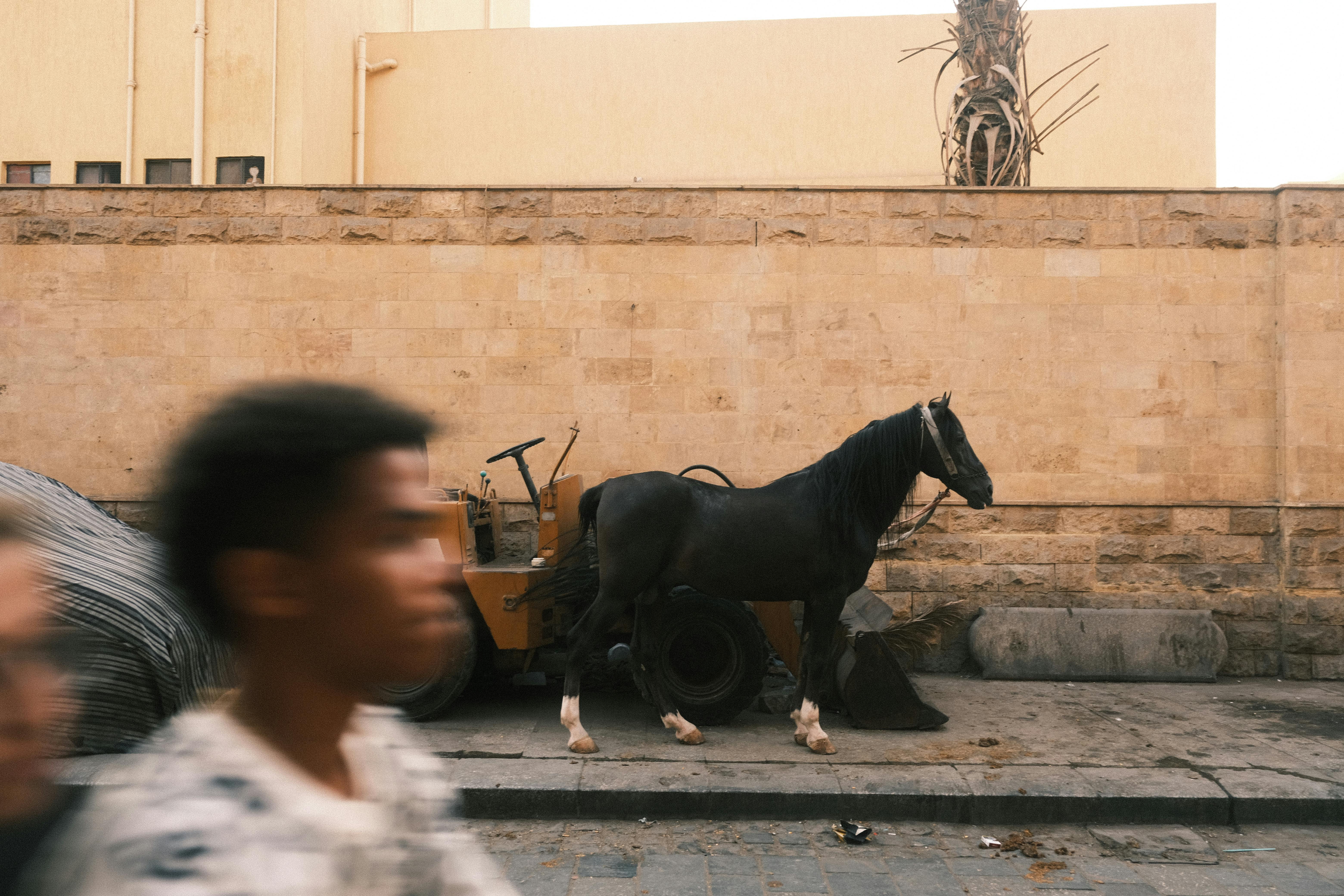 Egypt bars alimony defaulters from leaving country as family law reforms loom — Photo by Muhammed Fatih Beki on Pexels