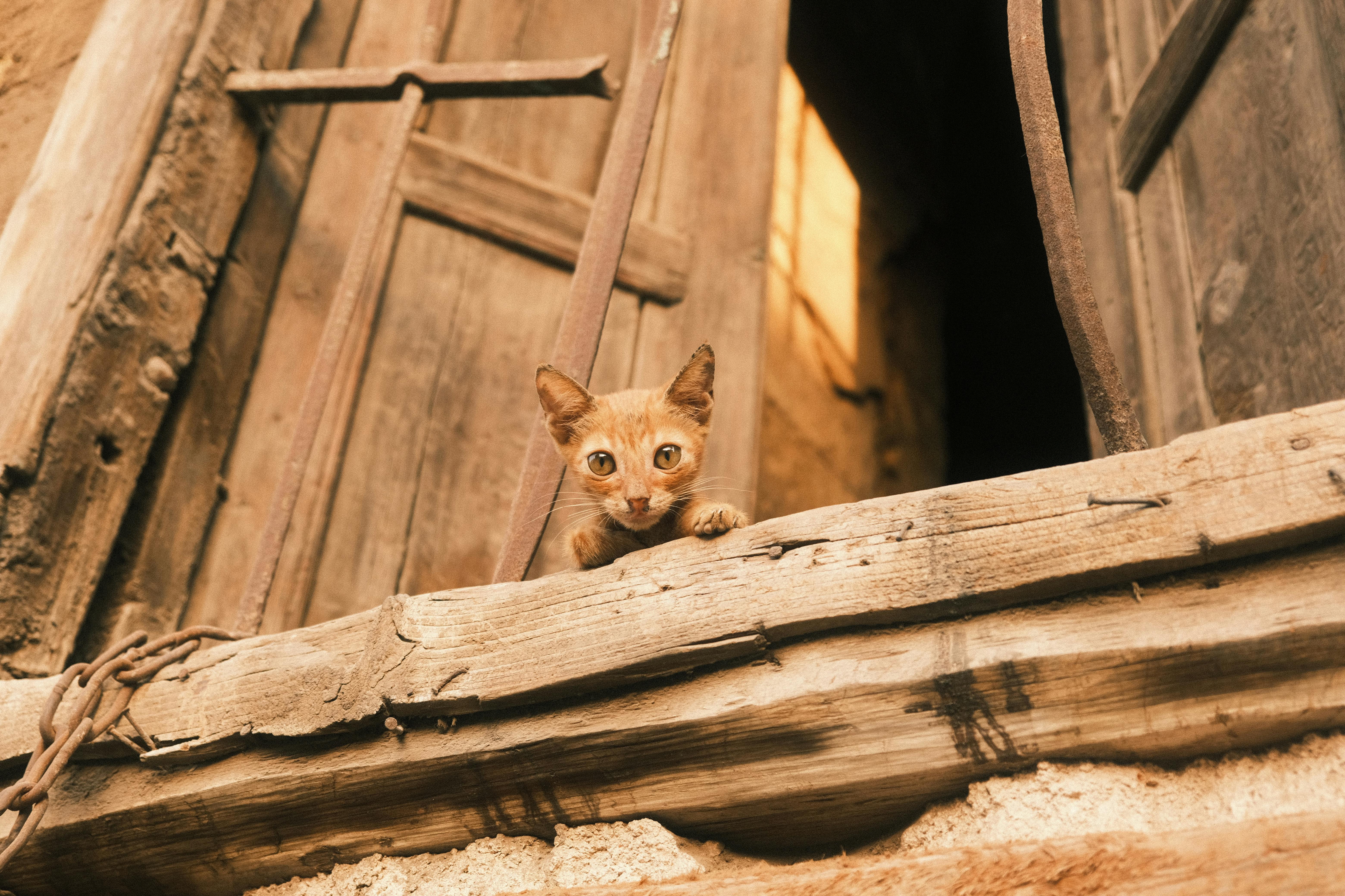 A curious cat peering out of an ancient wooden window in Al-Sharqia, Egypt, capturing the essence of Egyptian architecture.