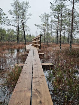 Wooden boardwalk through serene marshland with trees around.