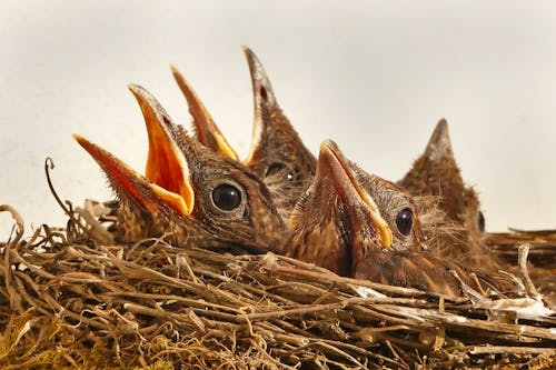 grátis Quatro Pássaros Marrons Foto profissional