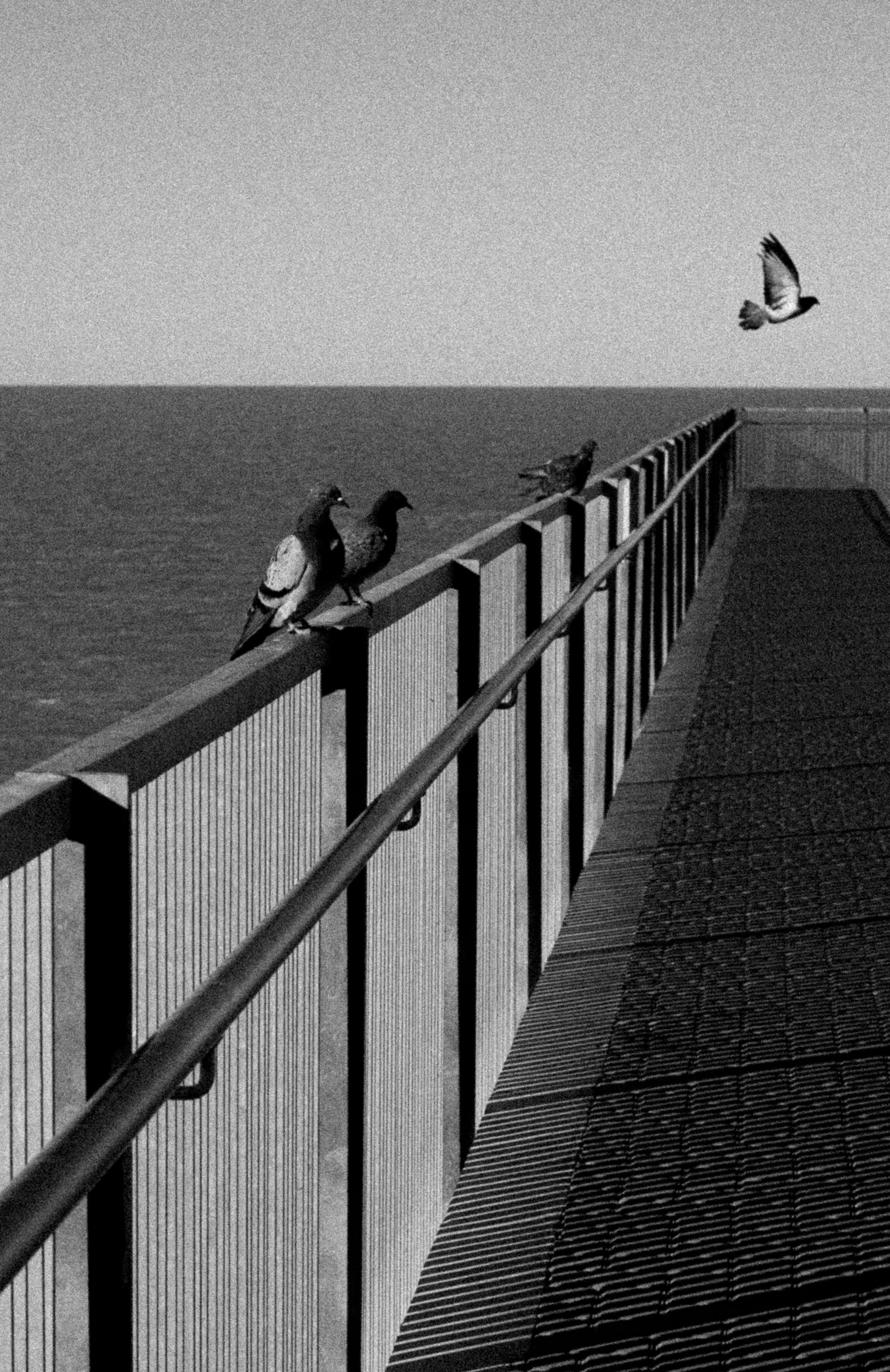 ฟรี ภาพขาวดำอันสงบสุขของนกพิราบบนท่าเรือที่มองเห็นมหาสมุทร คลังภาพถ่าย