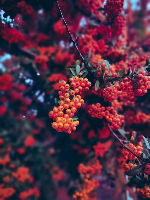 Free Close-up of vibrant red pyracantha (Pyracantha coccinea) berries hanging on a branch with soft focus background. Stock Photo