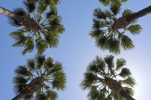 Free Looking up at symmetrical palm trees against a clear blue sky in Los Angeles. Stock Photo