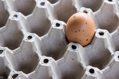 Quail Egg in Tray