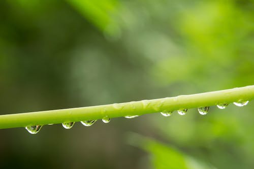 Free stock photo of after rain, branches, drop Stock Photo