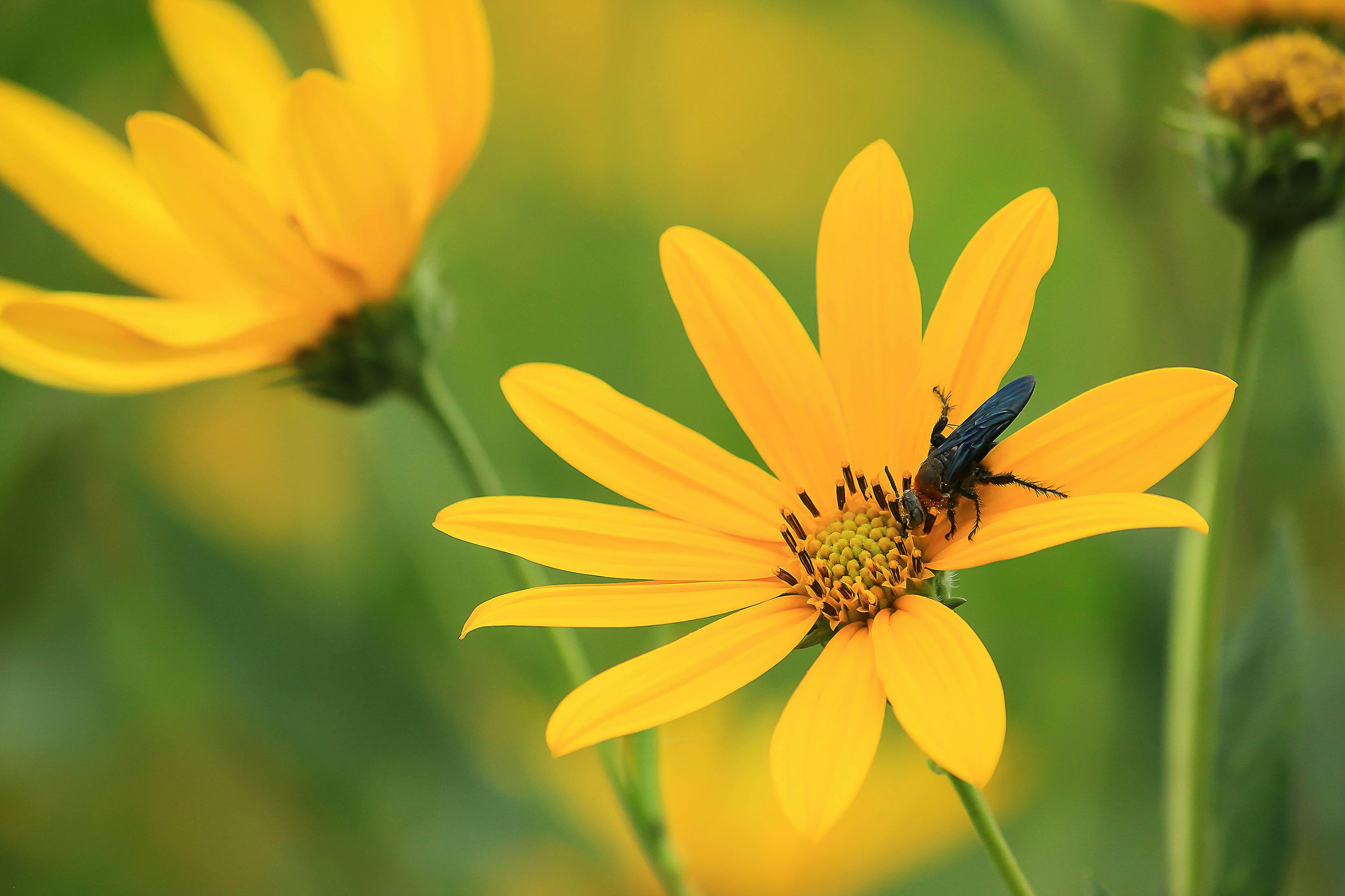 Download Yellow Flowers · Free Stock Photo