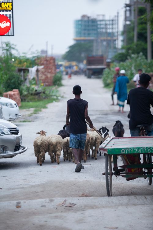Free A shepherd leading sheep through an urban street in Dhaka, Bangladesh, showcasing rural life intersecting with urban development. Stock Photo