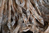 Whitebait